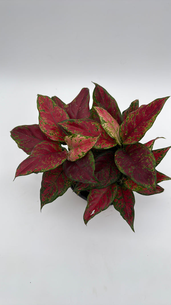 How to Care for Aglaonema Red Angel