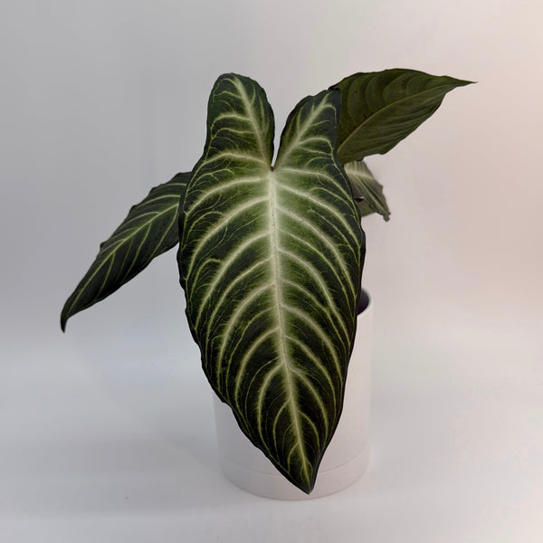 How to Care for Xanthosoma Lindenii Magnificum