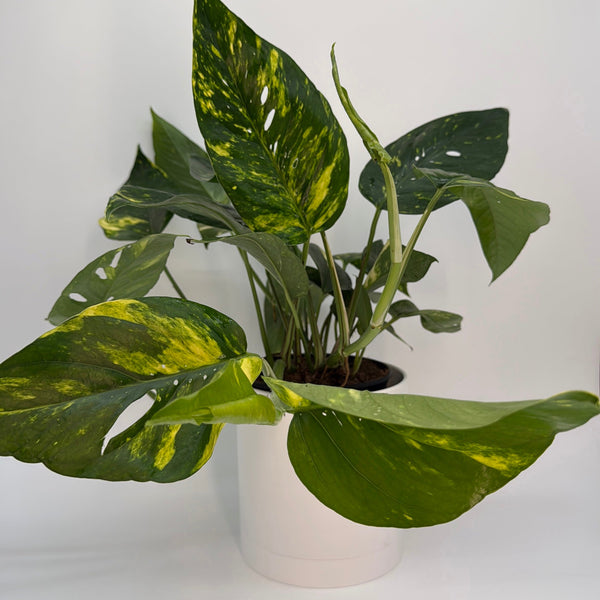 How to Care for Epipremnum Pinnatum Yellow Flame