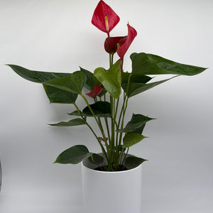 How to Care for Anthurium Red Heart