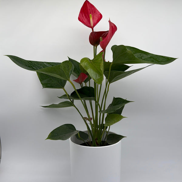 How to Care for Anthurium Red Heart