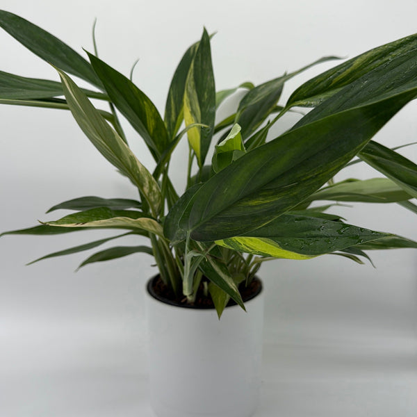 How to Care for Epipremnum Amplissimum Aurea