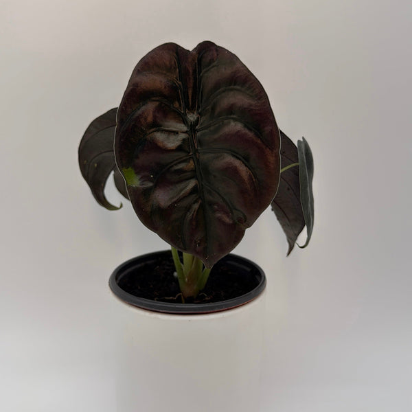 How to Care for Alocasia Red Secret