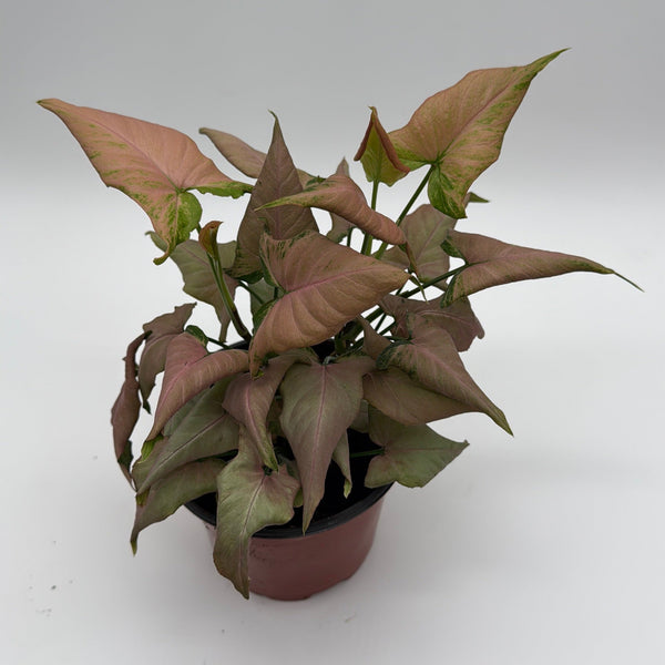 How to Care for Syngonium Mickey