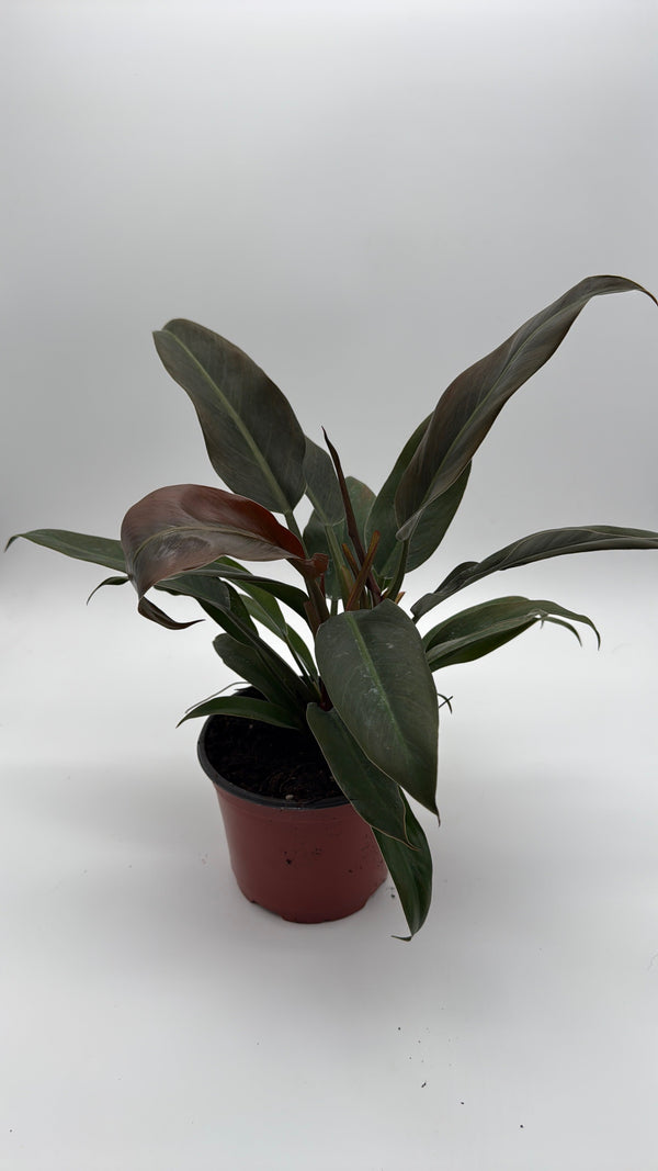 How to Care for Philodendron Autumn