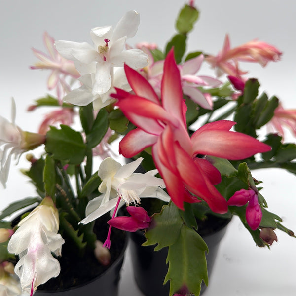 How to Care for Christmas Cactus