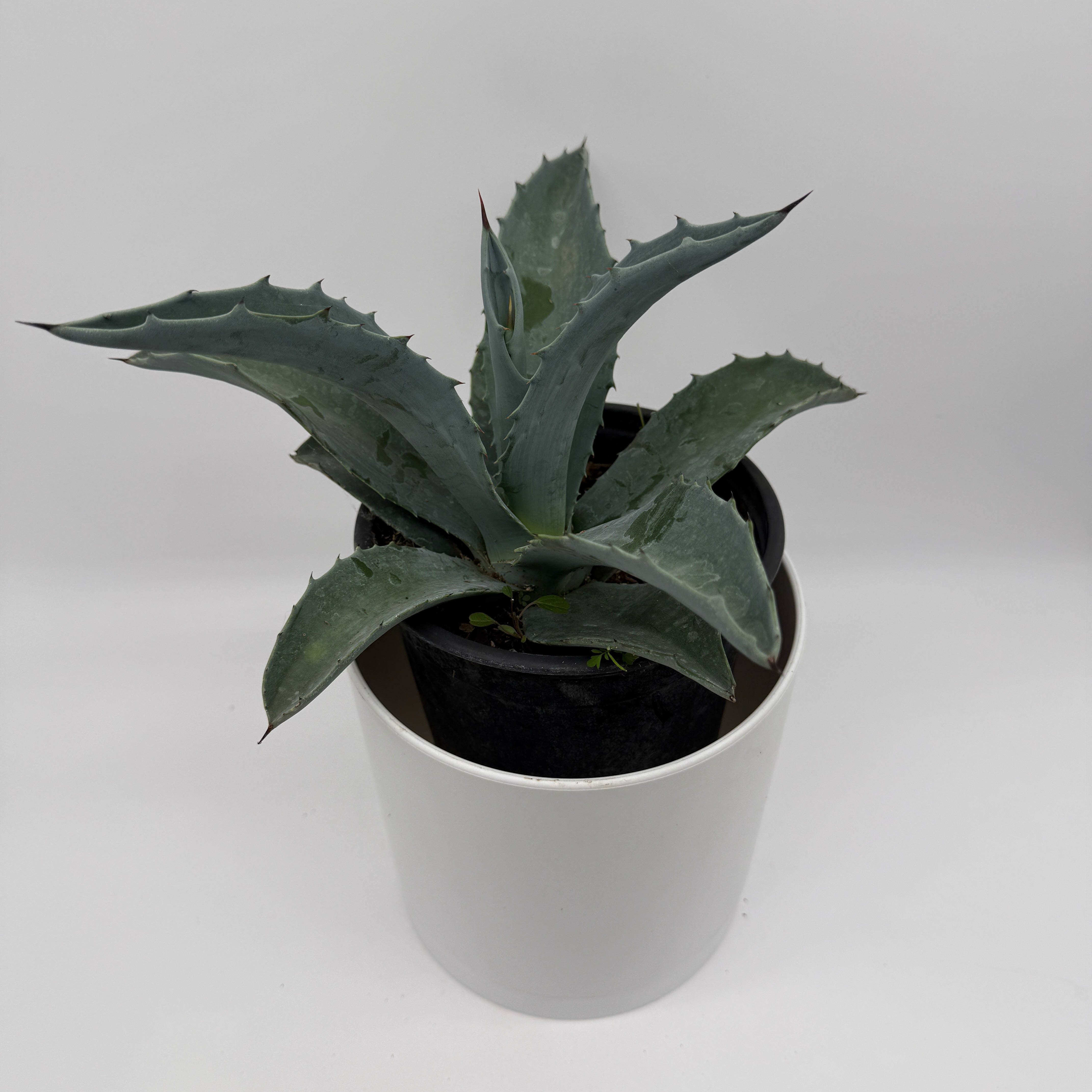 Runo Plants | Blue Agave Americana Plant Care Guide – RUNOPLANTS