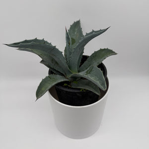 How to Care For Blue Agave Americana