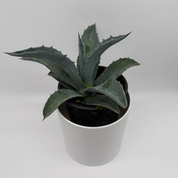 How to Care For Blue Agave Americana