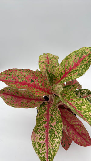 How to Care for Aglaonema Lai Nam