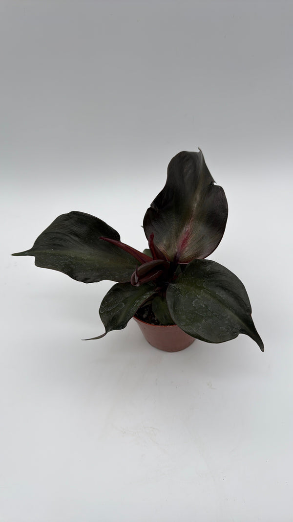 How to Care for Philodendron Red Heart