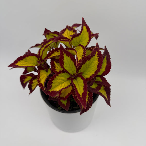How to Care For Coelus Plant