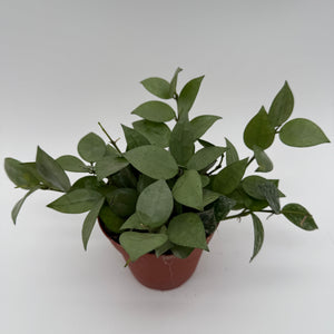 How to Care for Hoya Krohniana Silver Eskimo