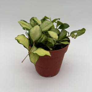 How to Care for Variegated Hoya Heuschkeliana