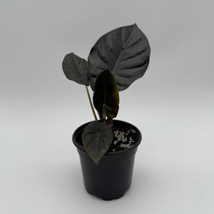How to Care for Alocasia Infernalis Kaput