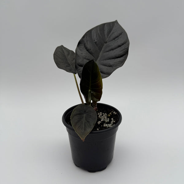 How to Care for Alocasia Infernalis Kaput