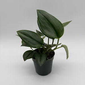How to Care for Scindapsus Moonlight