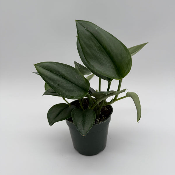 How to Care for Scindapsus Moonlight