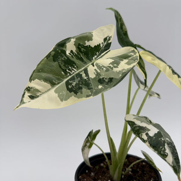 How to Care for Variegated Alocasia Frydek