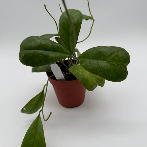 How to Care for Hoya Deykeae