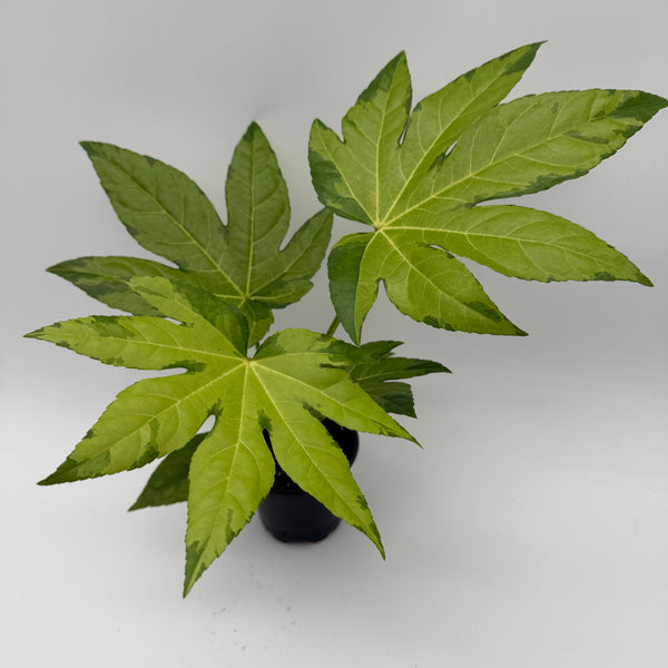How to Care for Variegated Fatsia Japonica Camoflouge