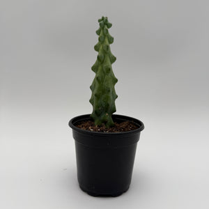 How to Care for Boobie Cactus