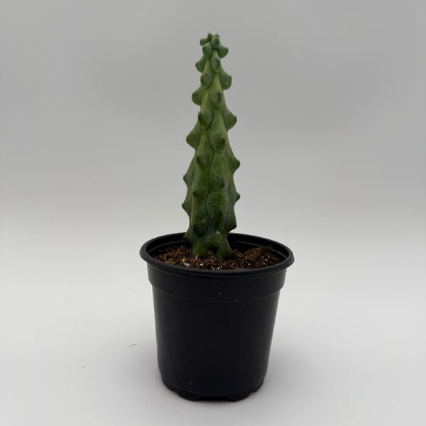 How to Care for Boobie Cactus