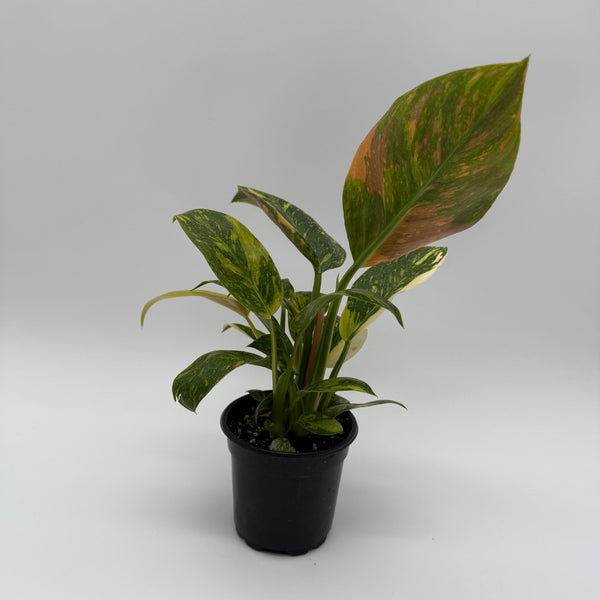 How to Care for Variegated Philodendron Green Congo Nuclear
