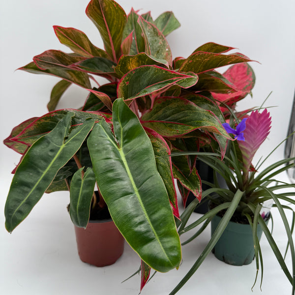 How to Care for Secret Santa Plants