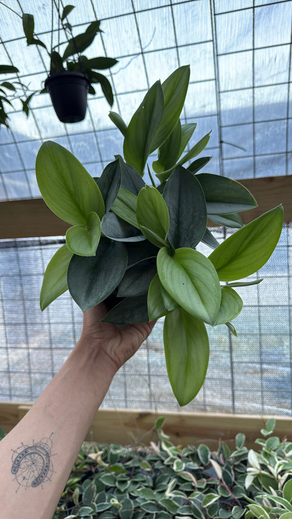 How to Care for Scindapsus Pictus Sterling