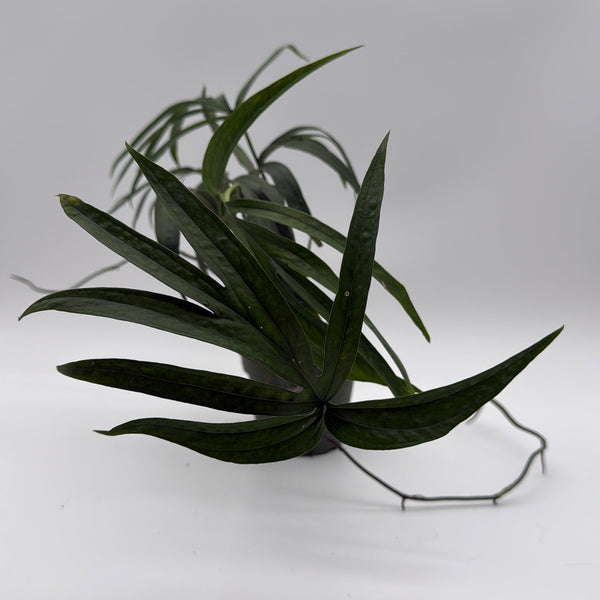 How to Care for Amydrium Zippelianum Green