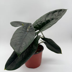 How to Care for Alocasia Scalprum