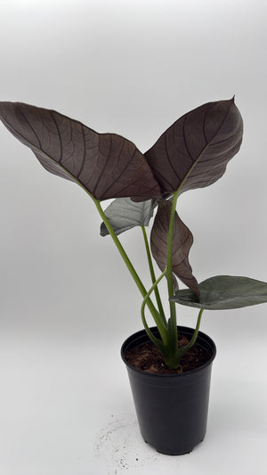 How to Care for Alocasia Reginae