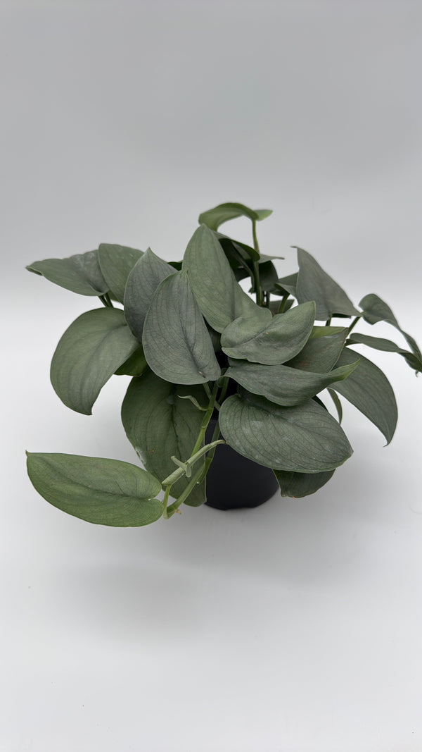 How to Care for Scindapsus Silver Hero