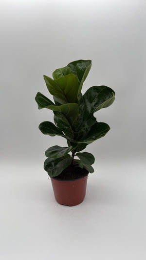 How to Care for Ficus Fiddle Leaf Fig