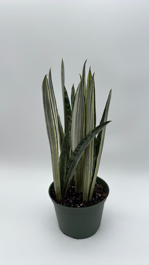 How to Care for Sansevieria Bantels Sensation