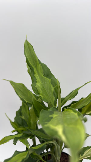How to Care for Aglaonema Spathonema Rio