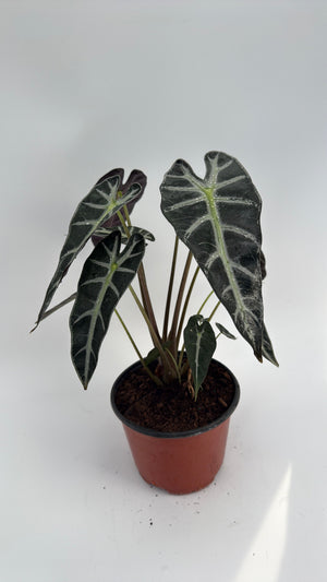 How to Care for Alocasia Bambino