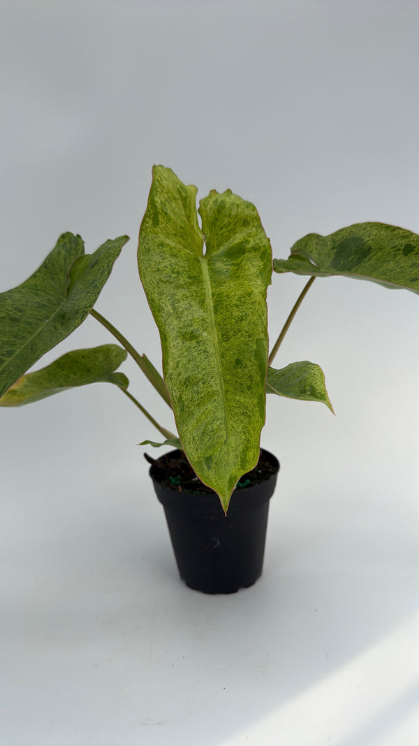 How to Care for Philodendron Paraiso Verde