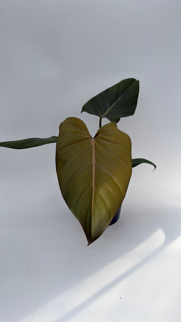 How to Care for Philodendron Summer Glory
