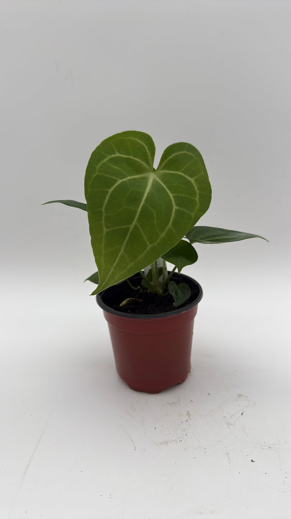 How to Care for Anthurium King of Clarinervicum x Magnificum