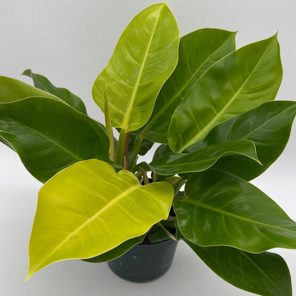 How to Care for Philodendron Moonlight