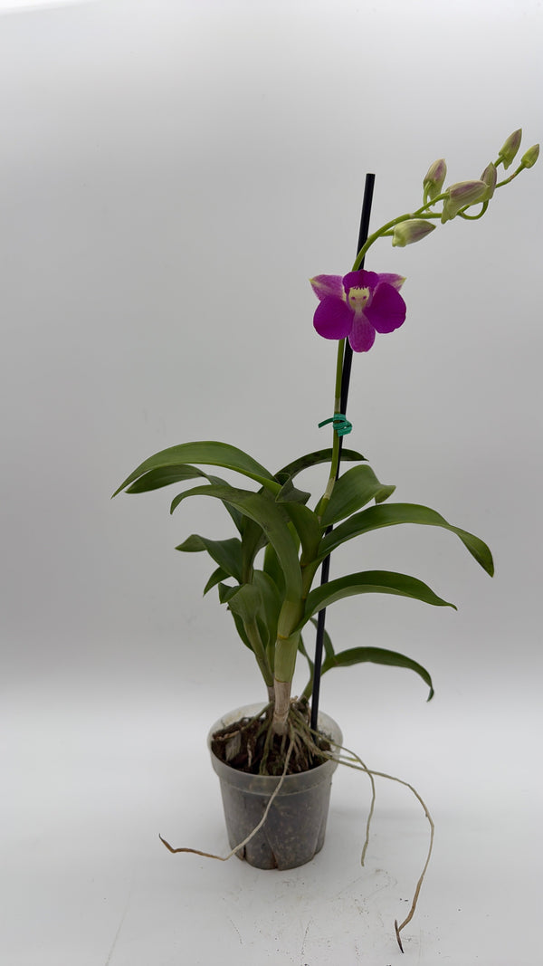 How to Care for Dendrobium Orchid
