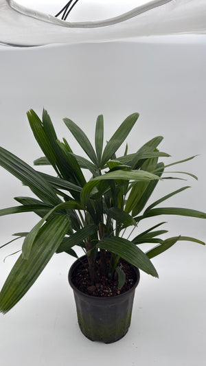 How to Care for Rhapis Excelsa Lady Palm