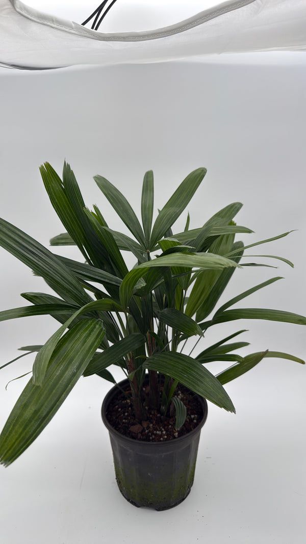 How to Care for Rhapis Excelsa Lady Palm