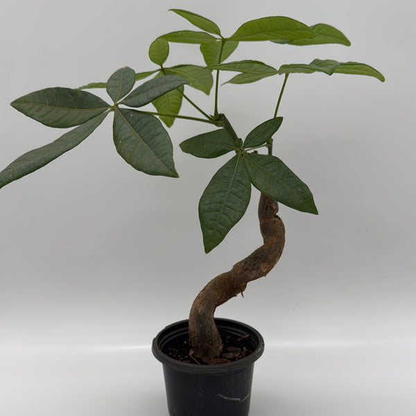 How to Care for Pre Bonsai Money Tree