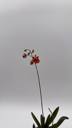 How to Care for Mini Orchid Tolumnia Jairak - Mystery Color