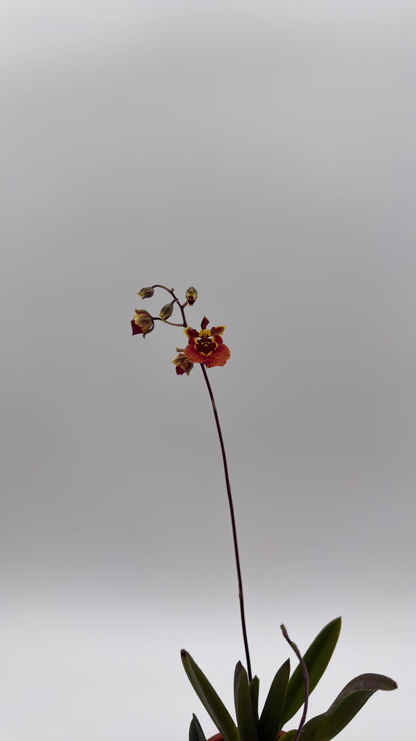 How to Care for Mini Orchid Tolumnia Jairak - Mystery Color