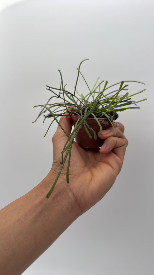 How to Care for Hoya Retusa