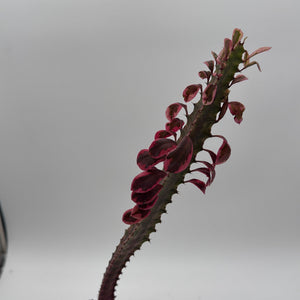 How to Care for Variegated Euphorbia Trigona (African Milktree) Pink Ghost